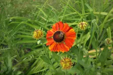 Garten 3 07 2013 020.webp
