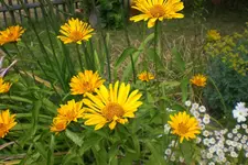 Garten 3 07 2013 021.webp