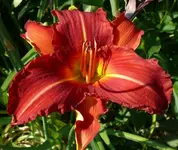 Blumen Lilien.webp