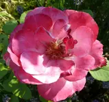 Blumen Rose.webp
