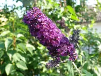 Blumen Sommerflieder1.webp