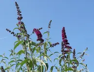 Blumen Sommerflieder.webp