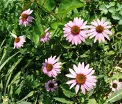 Blumen Sonnenhut.webp