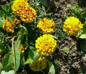Blumen Tagetes.webp
