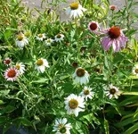 Blumen.webp