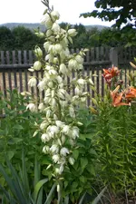Garten 3 07 2013 022.webp