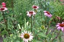 Garten 3 07 2013 023.webp