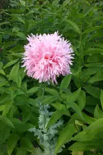 Garten 3 07 2013 025.webp