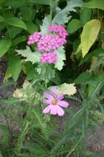Garten 3 07 2013 026.webp