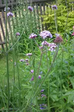 Garten 3 07 2013 024.webp