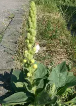 Blumen Königskerze mini.webp