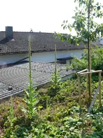 Königskerzen2.webp