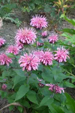 Garten 3 07 2013 027.webp