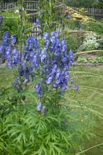 Garten 3 07 2013 028.webp