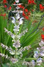 Garten 3 07 2013 029.webp