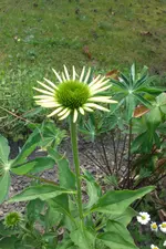 Garten 3 07 2013 030.webp