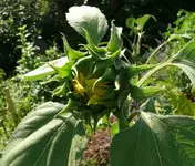 Sonnenblumen.webp