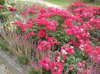 SAM_1341.webp