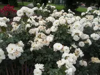 SAM_1340.webp