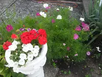 SAM_1371.webp
