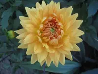 Dahlie Ludwig Helfert.webp