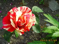 juli11 001.webp