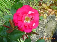 juli11 007.webp