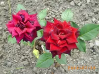juli10 009.webp