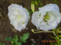 juli7 022.webp