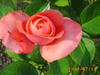 juli11 004.webp