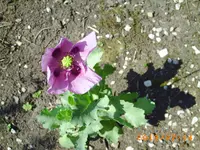 juli8 001.webp