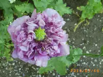 juli9 017.webp