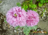 juli10 002.webp