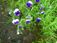 buser 004.webp