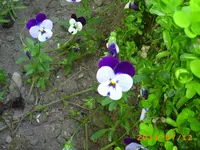 buser 005.webp