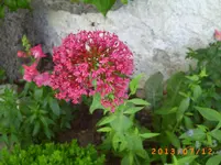 buser 006.webp