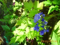 juli06 004.webp