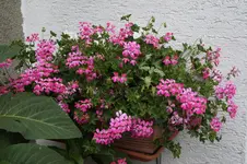 _DSC2653.webp