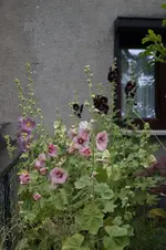 _DSC2658.webp