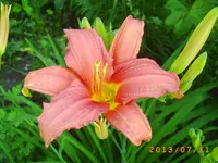 juli06 016.webp