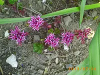 juli9 001.webp