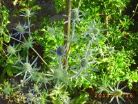 juli9 042.webp
