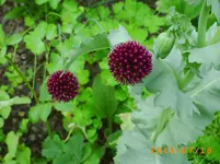 juli10 029.webp