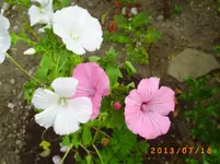 juli10 033.webp