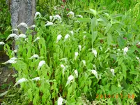 juli10 042.webp