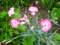 juli10 043.webp
