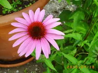juli10 045.webp