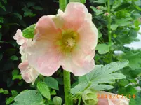 juli10 023.webp
