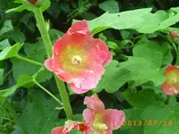 juli10 024.webp