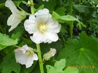 juli10 026.webp